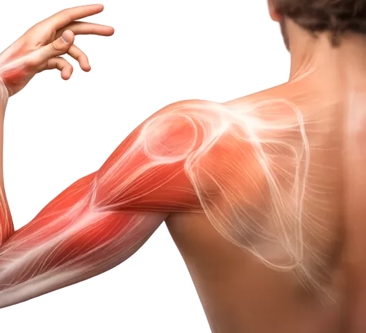 Il dolore alla spalla può avere origini diverse, come tensioni muscolari, problemi posturali, infiammazioni o condizioni più specifiche dell’articolazione e dei tessuti circostanti. Può comparire dopo sforzi, movimenti ripetitivi o posture scorrette e, in alcuni casi, limitare i movimenti quotidiani e causare fastidio anche a riposo.